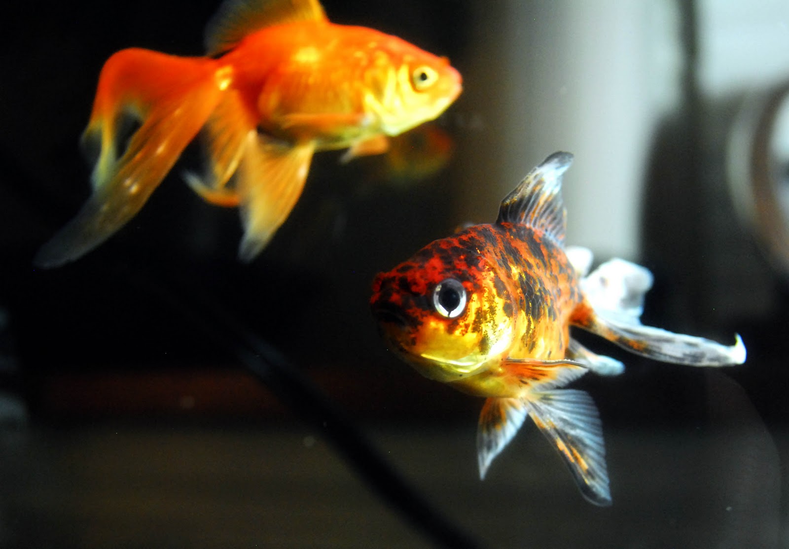 Baby Fantail Goldfish