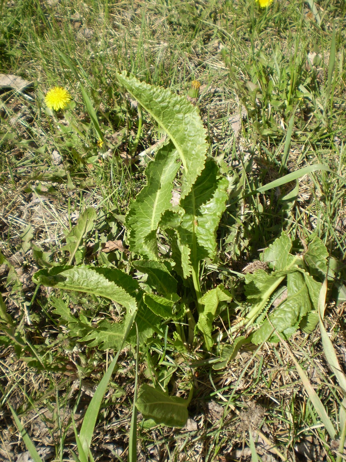 Button Soup Food from Edmonton, AB