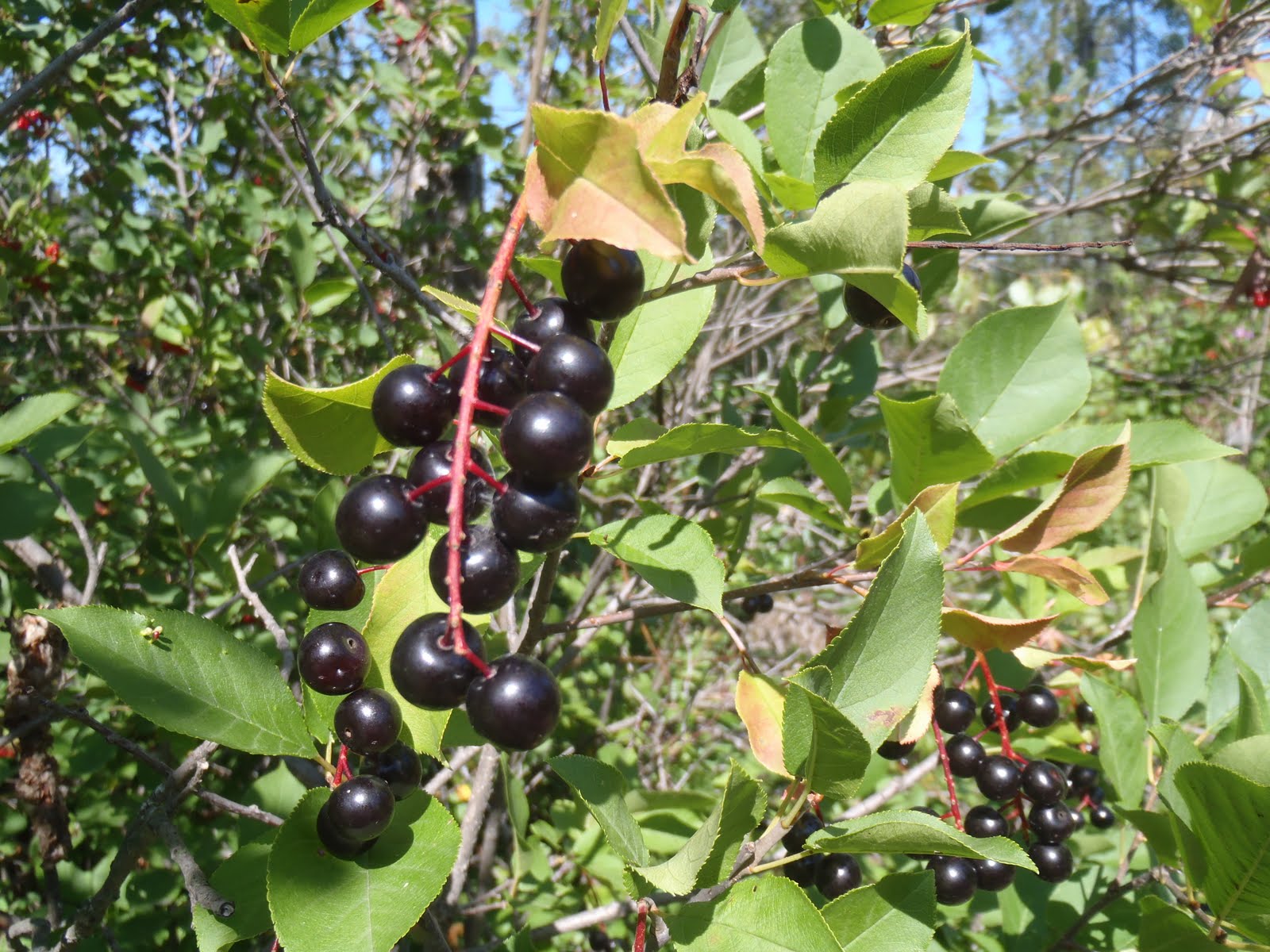Chokecherries Button Soup