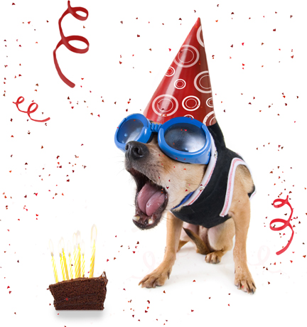 Chihuahua Birthday Cake Recipes Chihuahua Birthday Cake Recipes