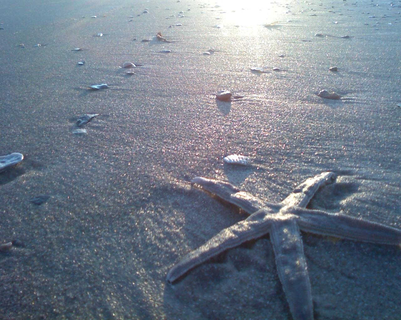 [STARfish.JPG]
