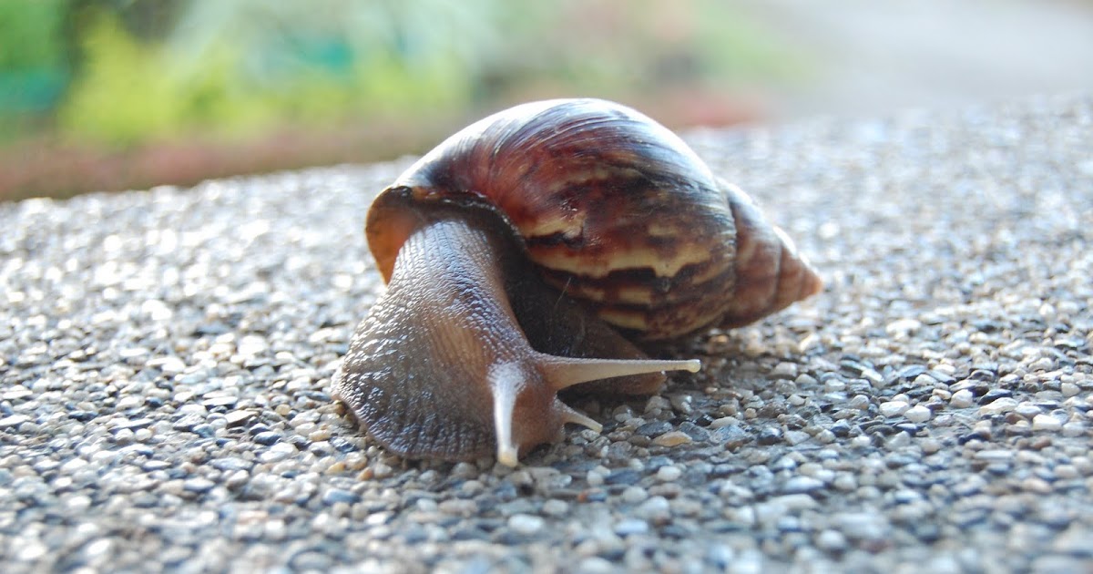 m3clicks Snail Philippines