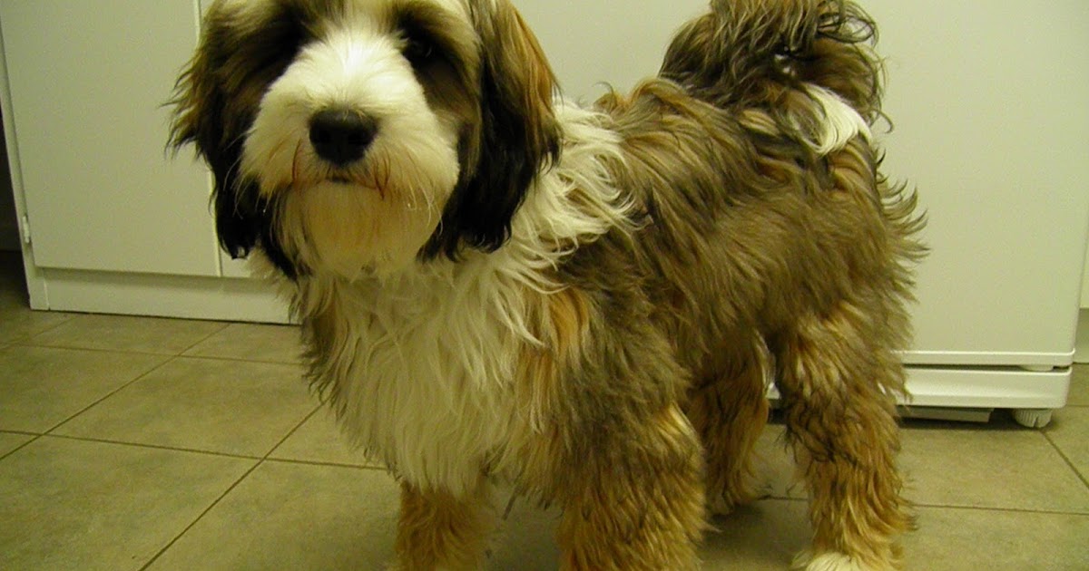 Just A Pup Haircut Time