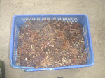 Cots di ember 1