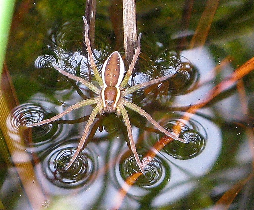 Michael Foley Natural History © SPIDER Raft Spiders (Dolomedes