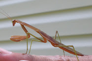 Garden Helper