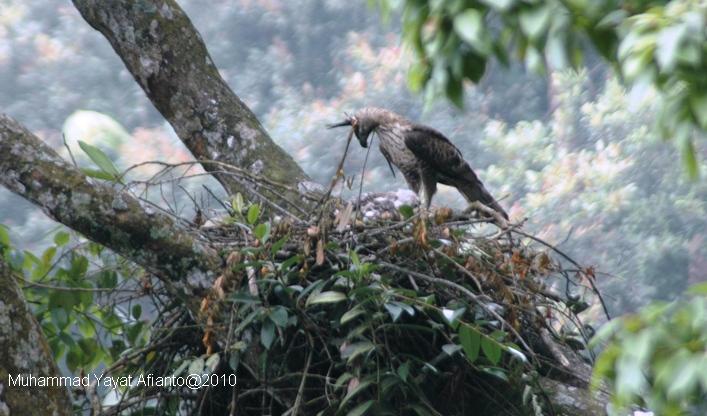 Creative Root June 2010