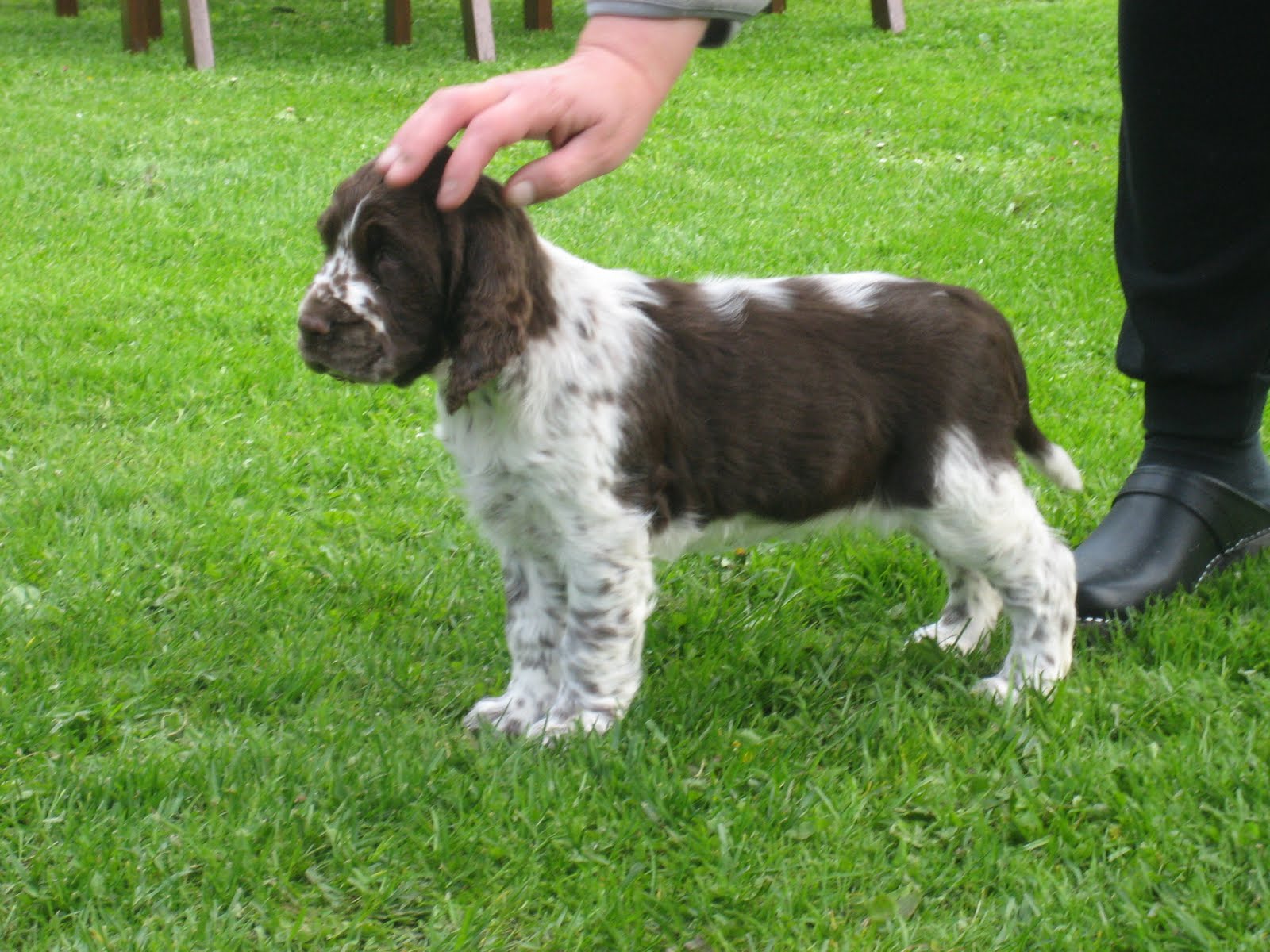 Välkommen till Hunnabackens kennel Engelsk Springer Spaniel valp