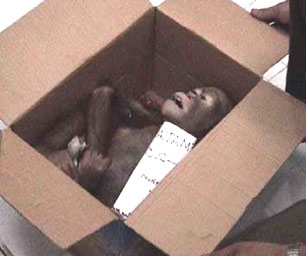 [smuggled-infant-orangutan.jpg]