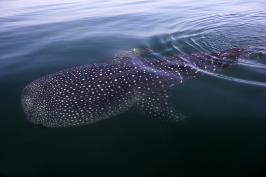 [Surface_MG_2243.jpg]