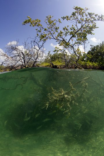[Mangroves_MG_2555.jpg]