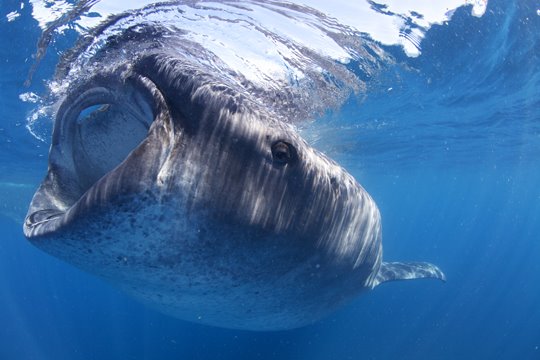 [Widemouth_MG_1305.jpg]