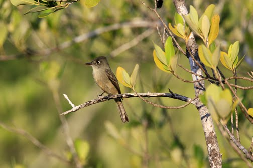 [Fly+Catcher_MG_8669.jpg]