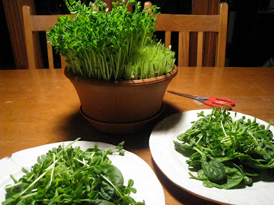 winter peas