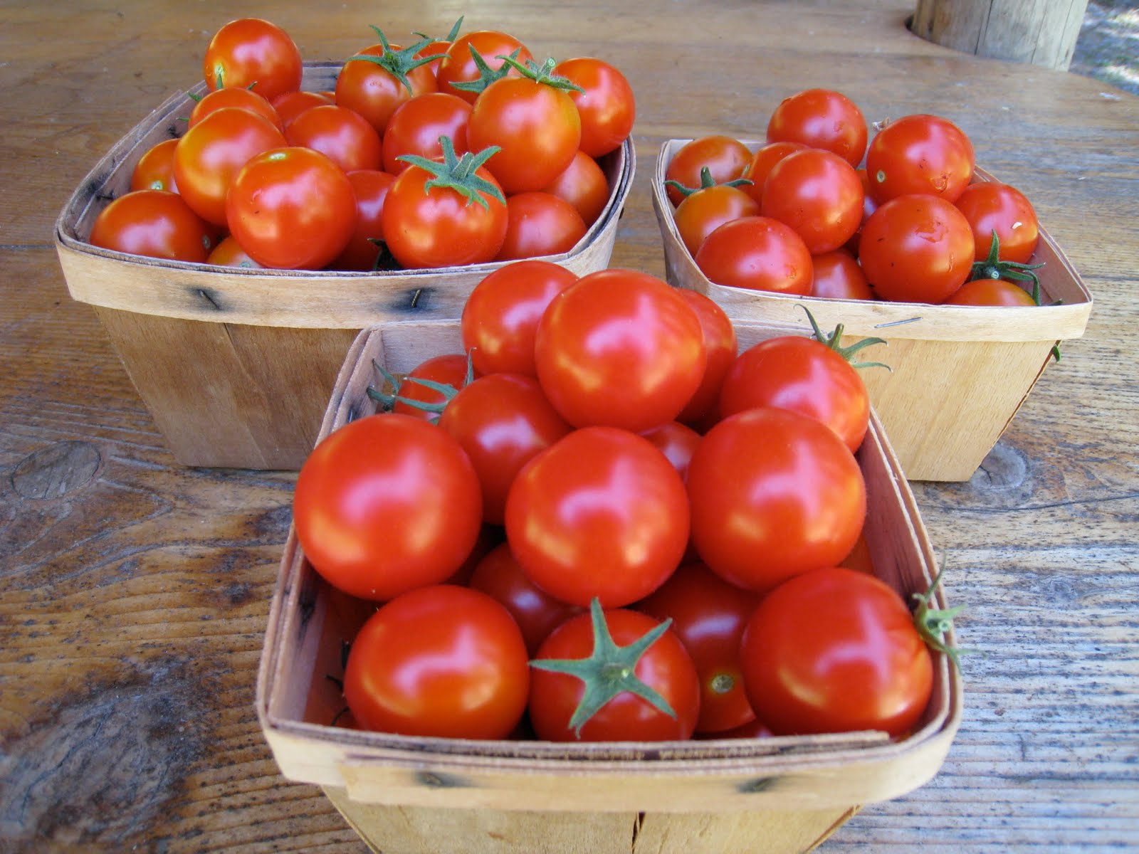 Christina's Garden Tumbler tomatoes in containers, part 2