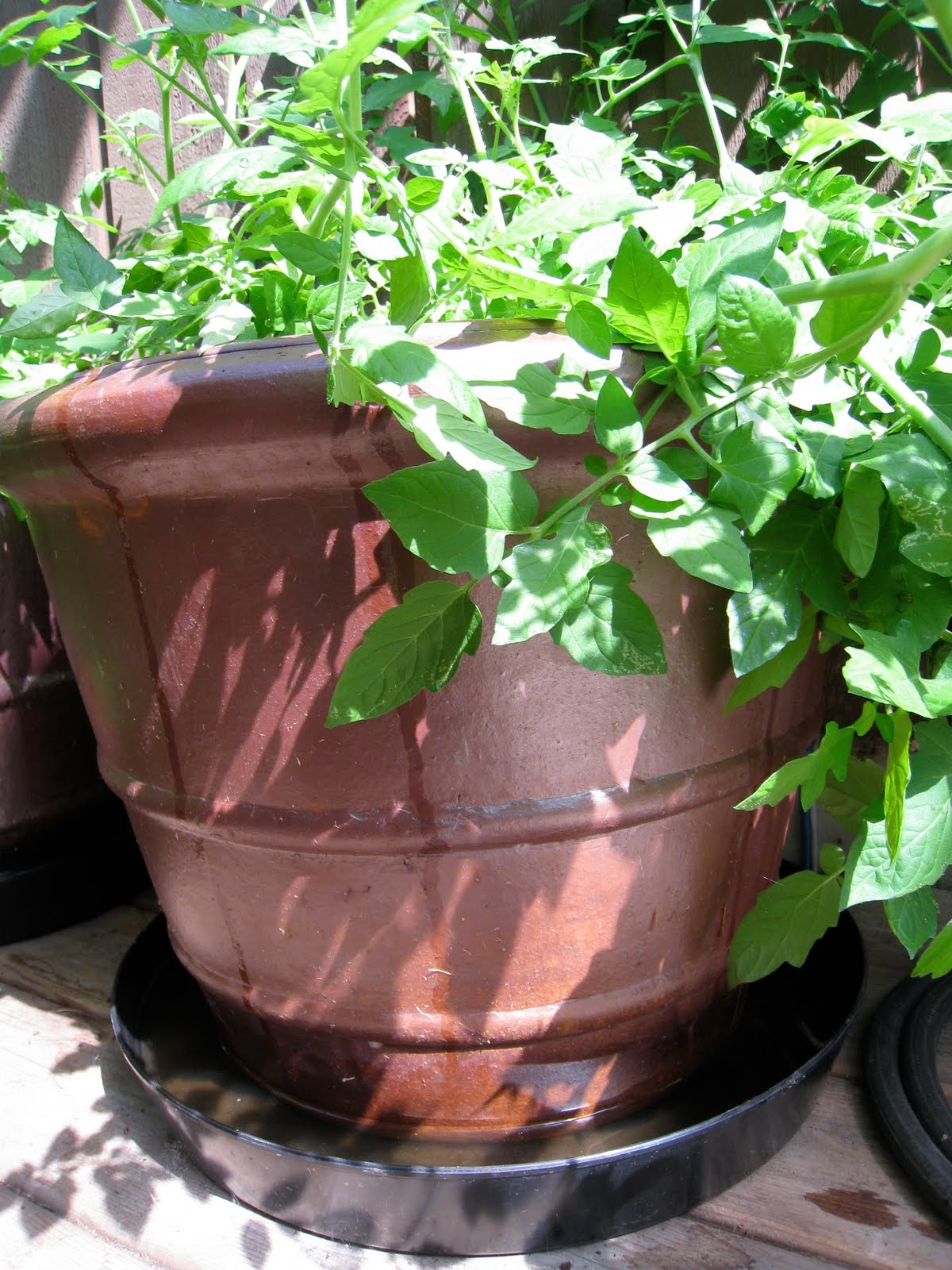 Christina's Garden Tumbler tomatoes in containers, part 1