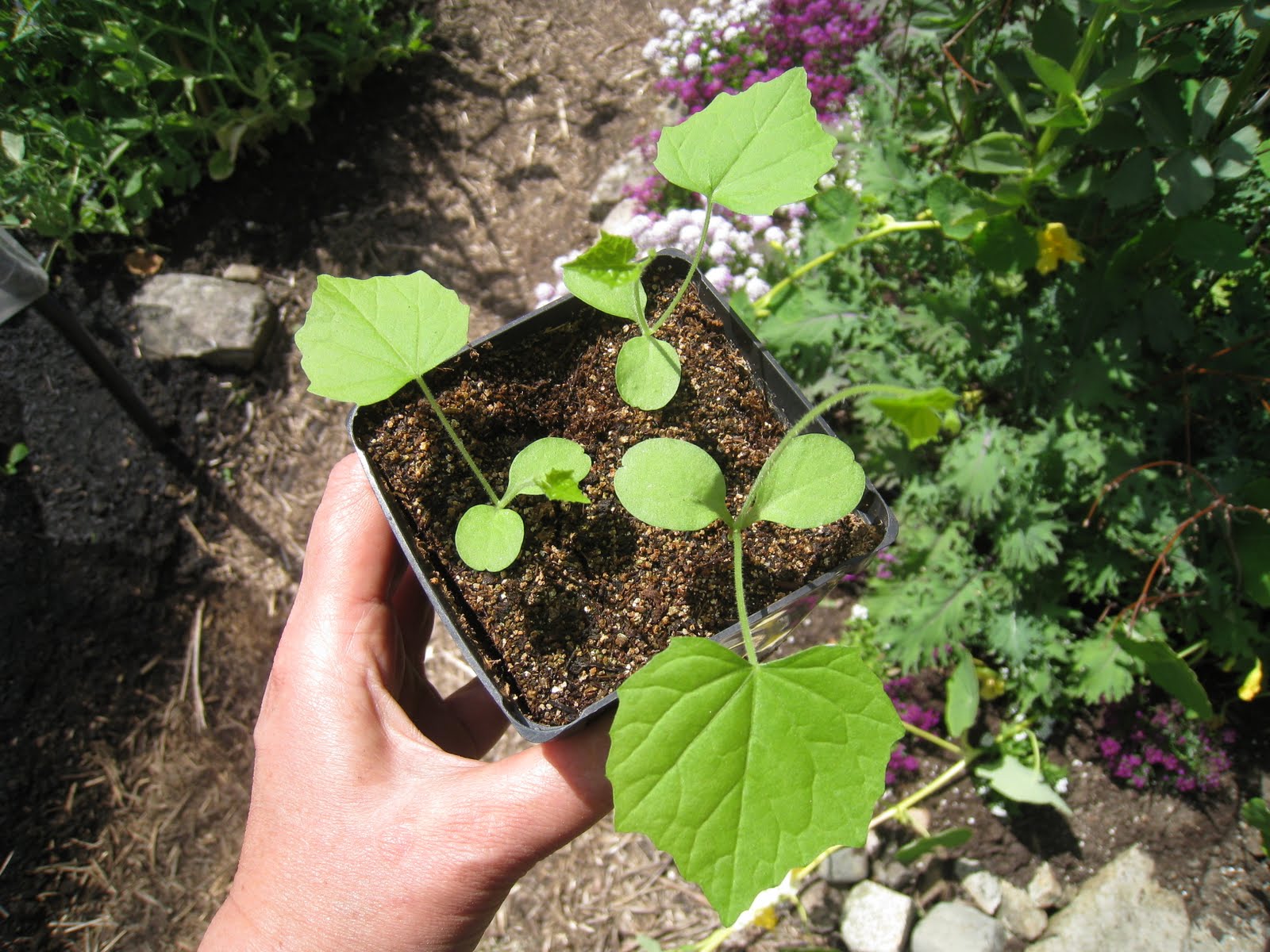 Christina's Garden mouse melons