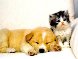 Frienship between Dog & Cat
