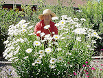 Hardy Perennials in My Garden