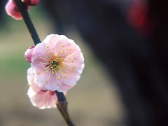 小さな花には　近づいて