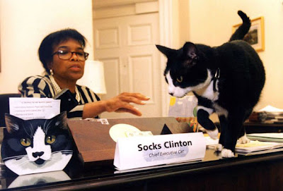 Bill Clinton Cat
