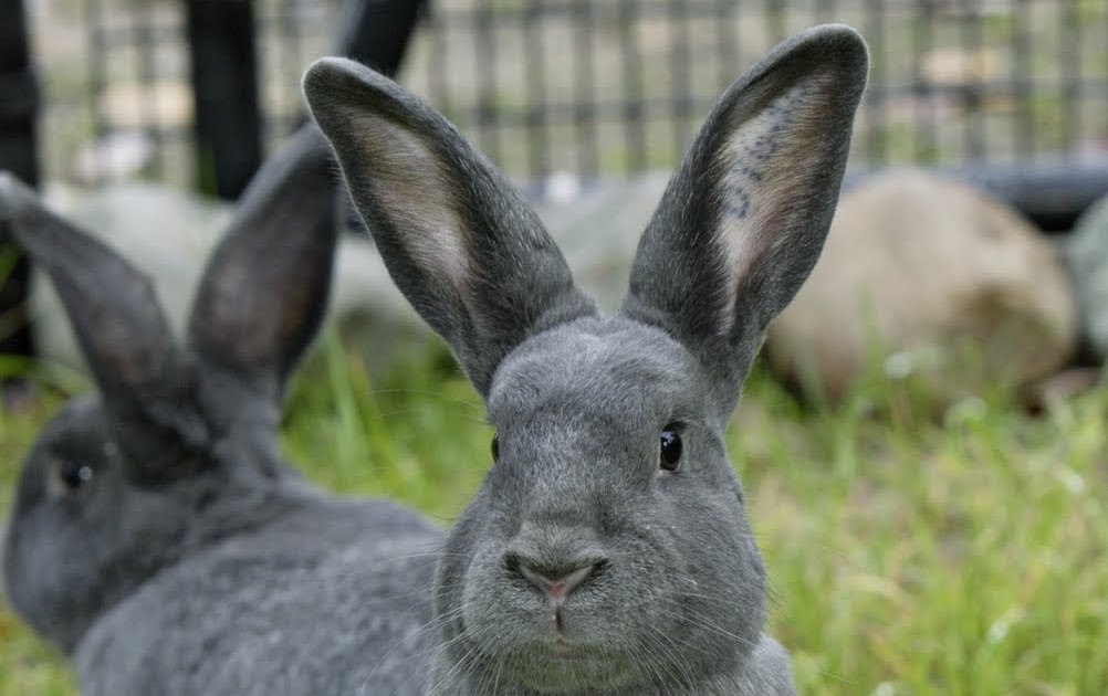 Silver Fox Rabbit