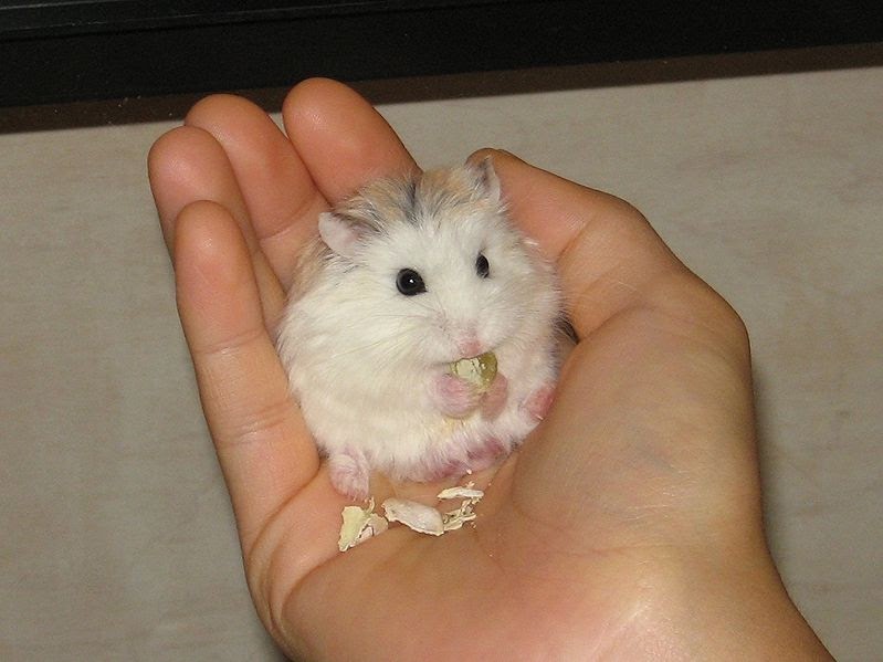 Roborovski hamster