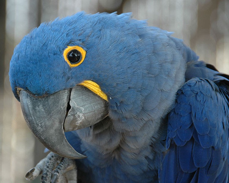 Hyacinth Macaw, the largest Parrot in the world