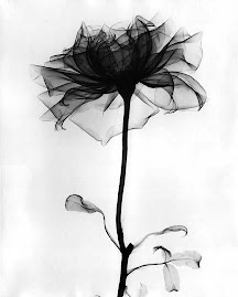 Radiography Of A Rose