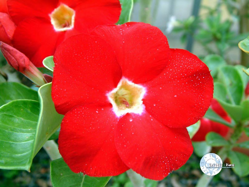 [Adenium+Red+Aurora.bmp]