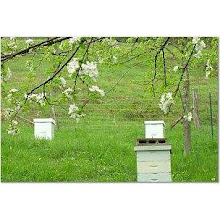 Peaceful Apiary