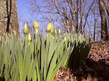 The budding has begun