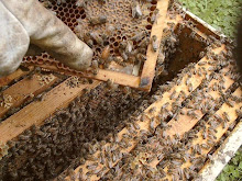 Late spring bees
