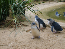 Penquin