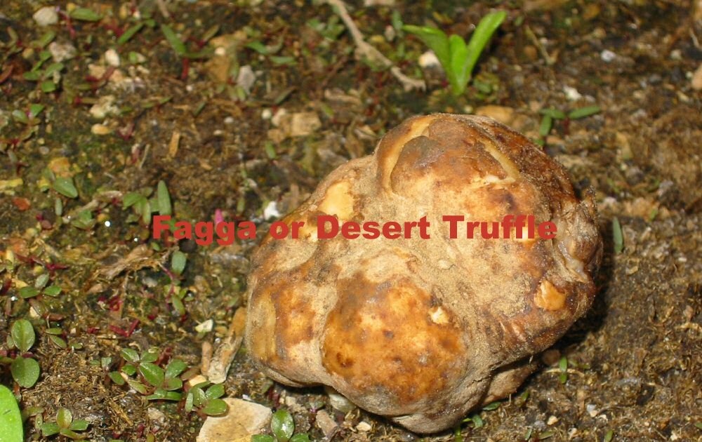 Kuwait Bakers Blog Fagga or Desert Truffles
