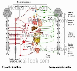 health of human being: Nervous system of the human body