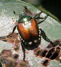 [beetle.jpeg]