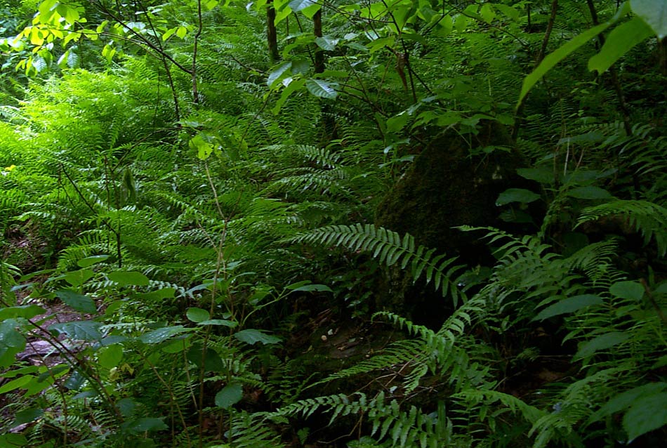 Sinharaja rain forests Sinharaja Rainforest