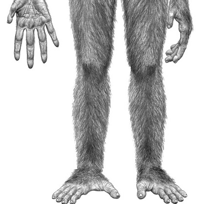 [Ardipithecus+ramidus+modified.jpg]