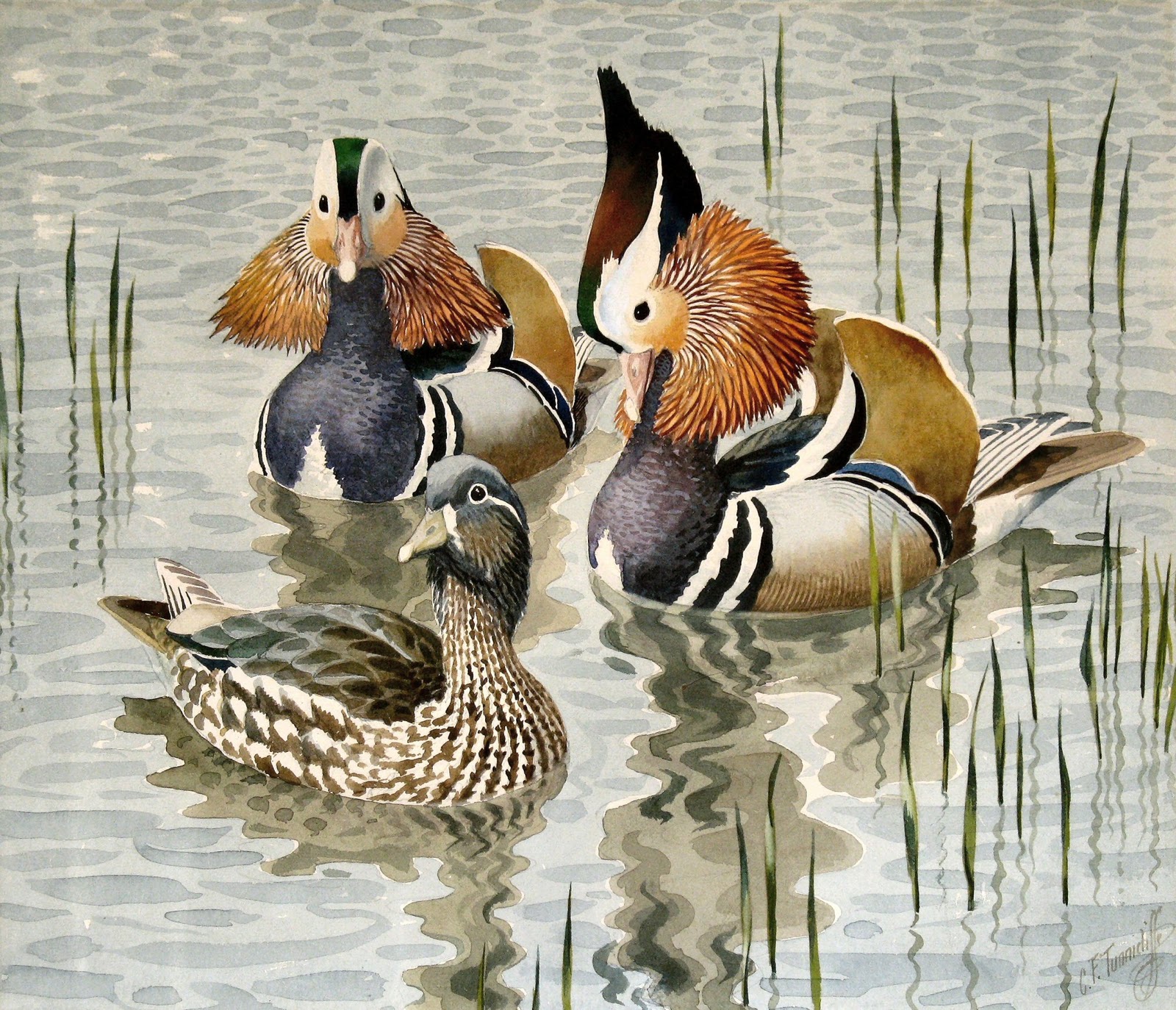 Tim Wootton Wildlife Art Drawing & Painting Birds New Book Release