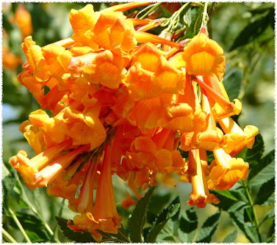 Water When Dry The Bells Of Summer