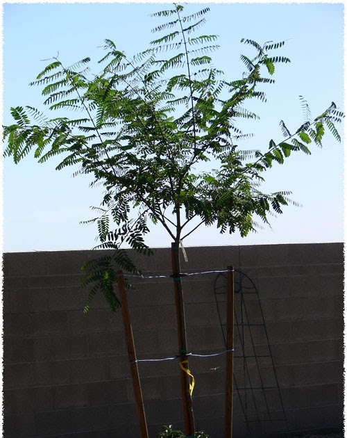 Water When Dry My New Tipu