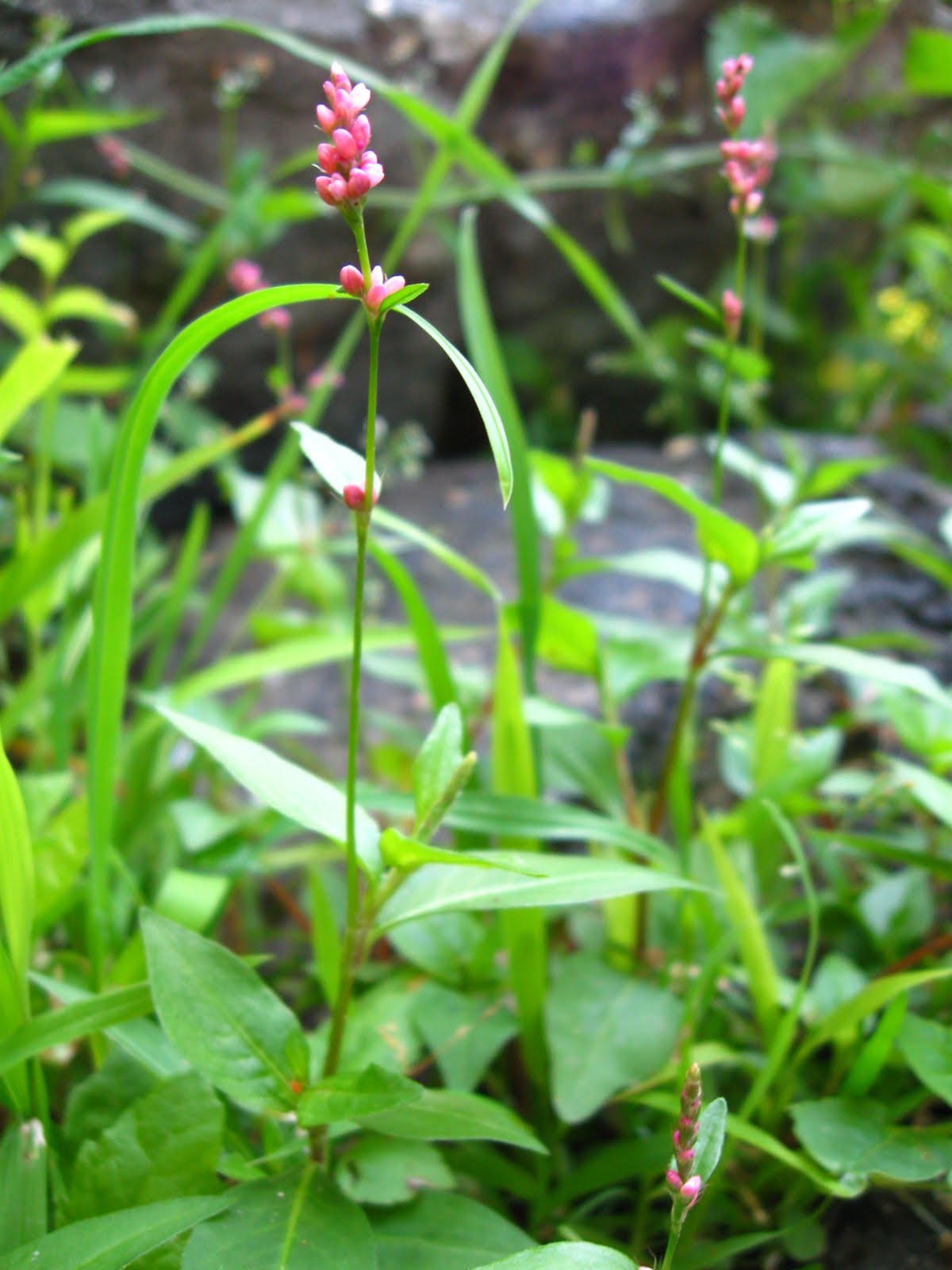 New York City Wildflowers Mild waterpepper
