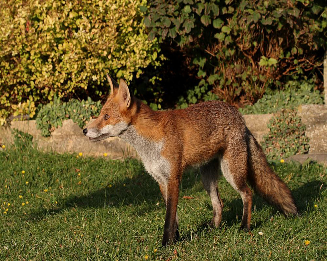 http://2.bp.blogspot.com/_sz2fJjO1XW8/THSzcapWTEI/AAAAAAAACEw/qFP9_QMGLrg/s1600/fox-animal-wallpapers-3-1280x1024.jpg