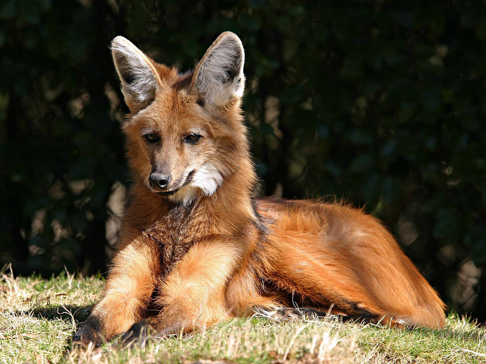 http://2.bp.blogspot.com/_sz2fJjO1XW8/TIvERT234vI/AAAAAAAAE3o/kvtQexQyQKE/s1600/Red_fox_(Canada,_Alaska,_United_States,_Europe,_North_Africa,_Asia,_Japan,_Ireland,_UK).jpg