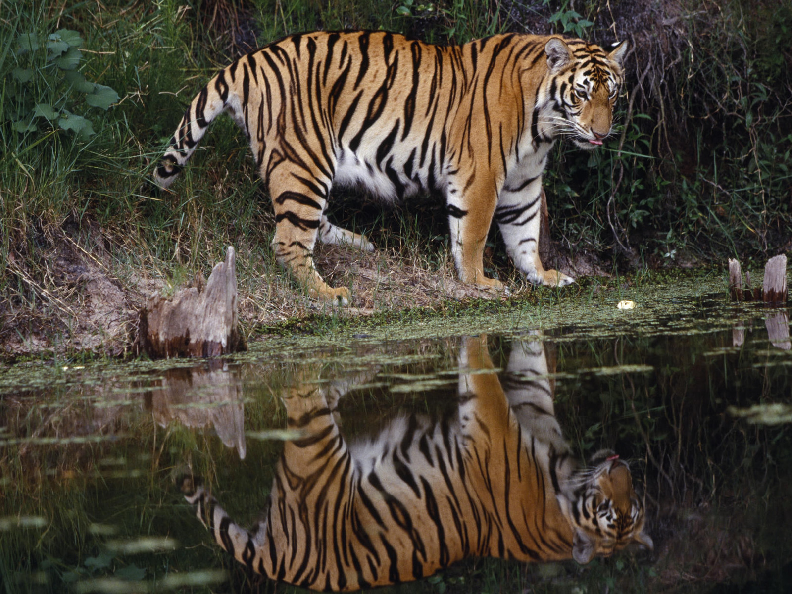 Wild Tiger Africa Wallpaper Wild Animal Walpaper