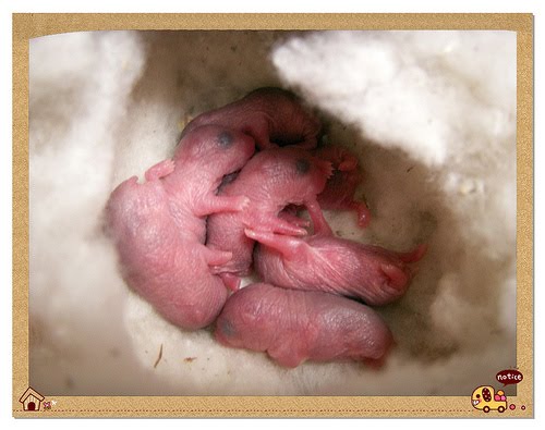 Cara Memelihara Hamster