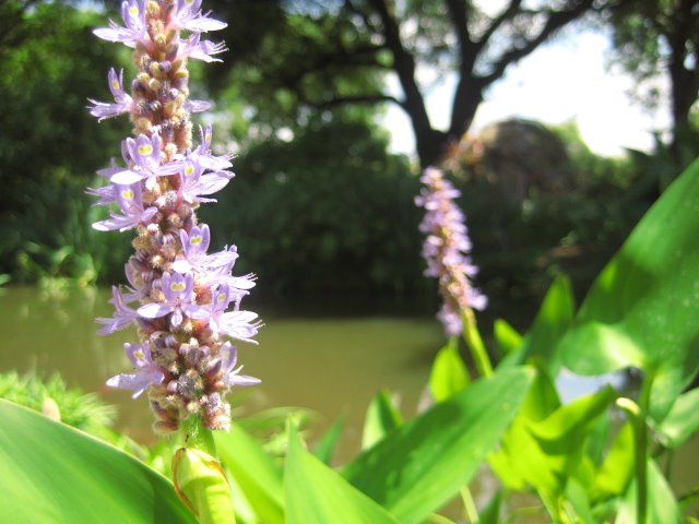 [flower+pond.JPG]