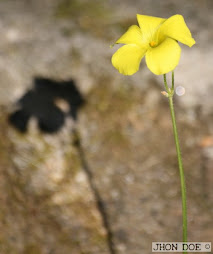 UN ROMANCE CON LA SOMBRA