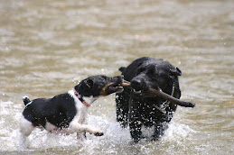 Duke and Sadie